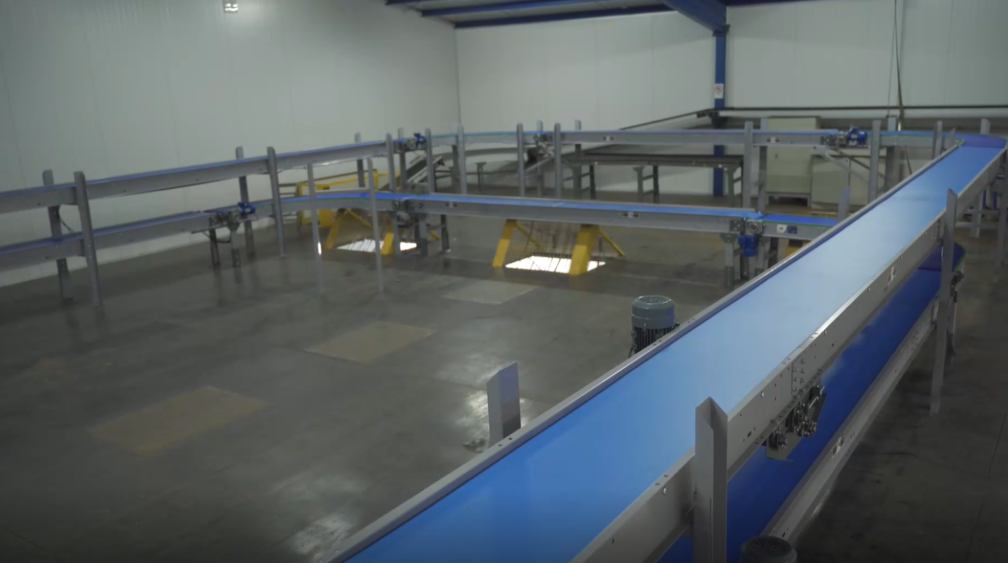 Transportadores en dos niveles para procesamiento industrial de cerezas